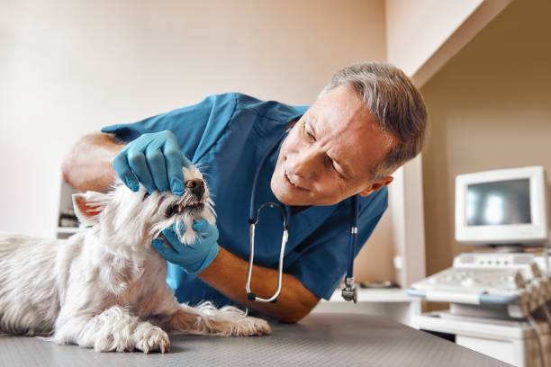 Best Emergency X-Rays and Diagnostics in Millen, GA